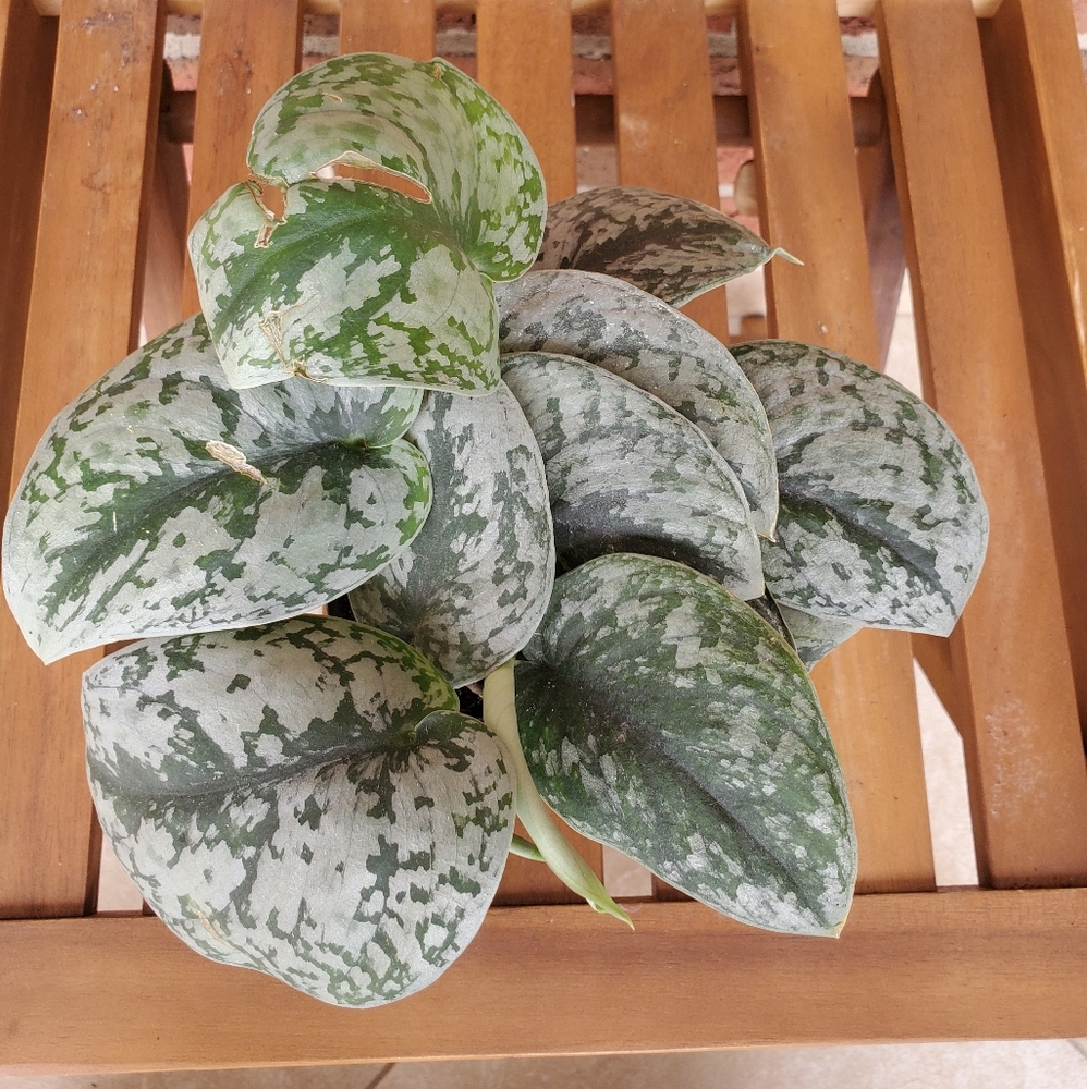 SOLD 🌱Scindapsus Pictus Exotica 3.5" pot - Picture 2 of 11
